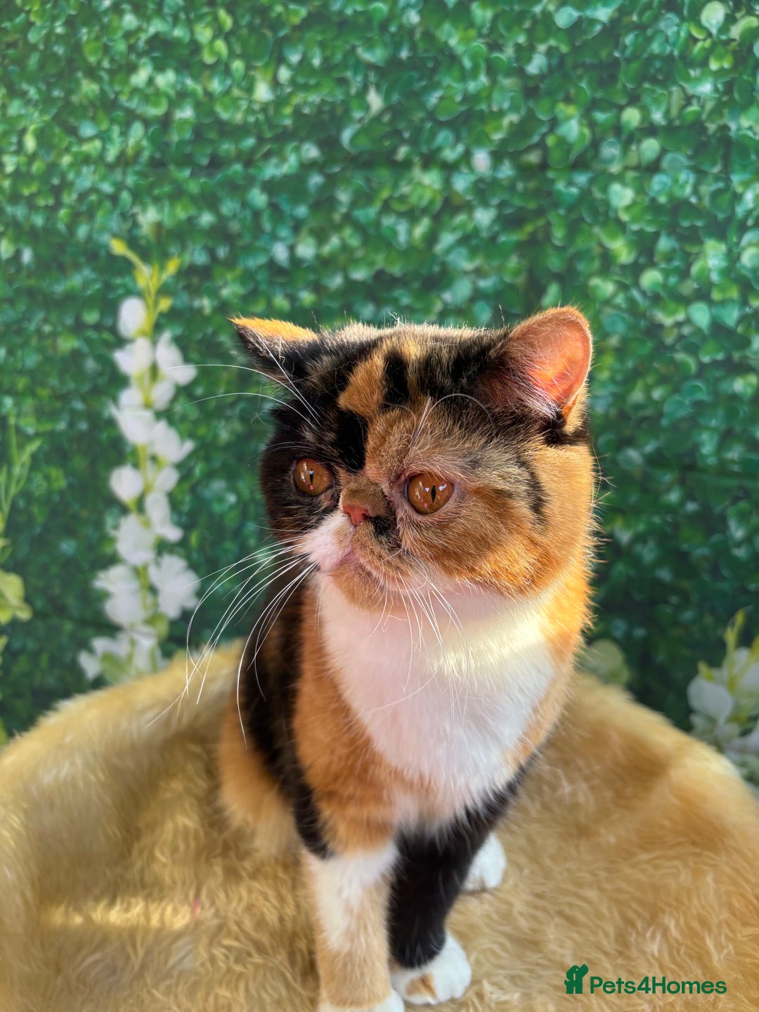 Exotic cats for sale: ⭐️ Exotic kittens 1 male 2 female ⭐️ - Image 18
