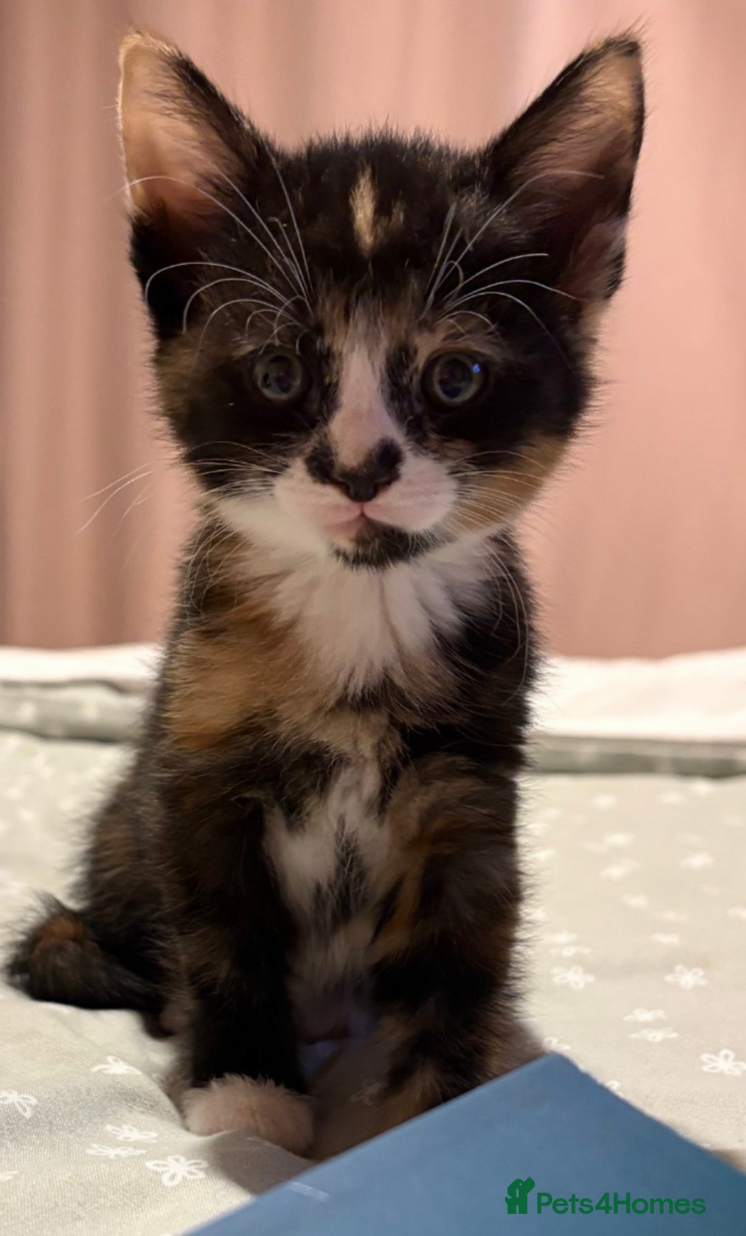 Mixed Breed cats for sale: Stunning Calico Kitten - Advert 12