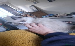 Ragdoll cats for sale: Ragdolls - Image 3