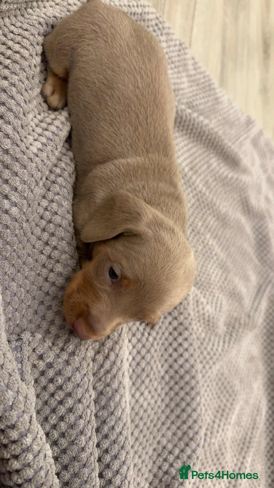 Dachshund dogs for sale: Miniature dachshunds  - Advert 8