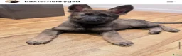 German Shepherd dogs for sale: Dm clear German shepherd pups born on the 19th sep - Advert 20