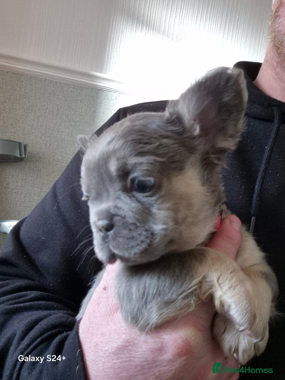 French Bulldog dogs for sale: Kc registered fluffy French Bulldog  - Advert 4