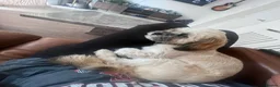 Lhasa Apso dogs for sale: Male not female  Loveable puppy 7 months old  - Advert 5