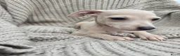 Mixed Breed dogs for sale: ALL SOLD-Italian Greyhound x Whippet - Advert 22