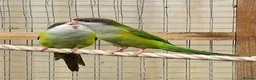 Parakeets birds for sale: Sierra parakeets hand reared silly tame  in ELY - Advert 4