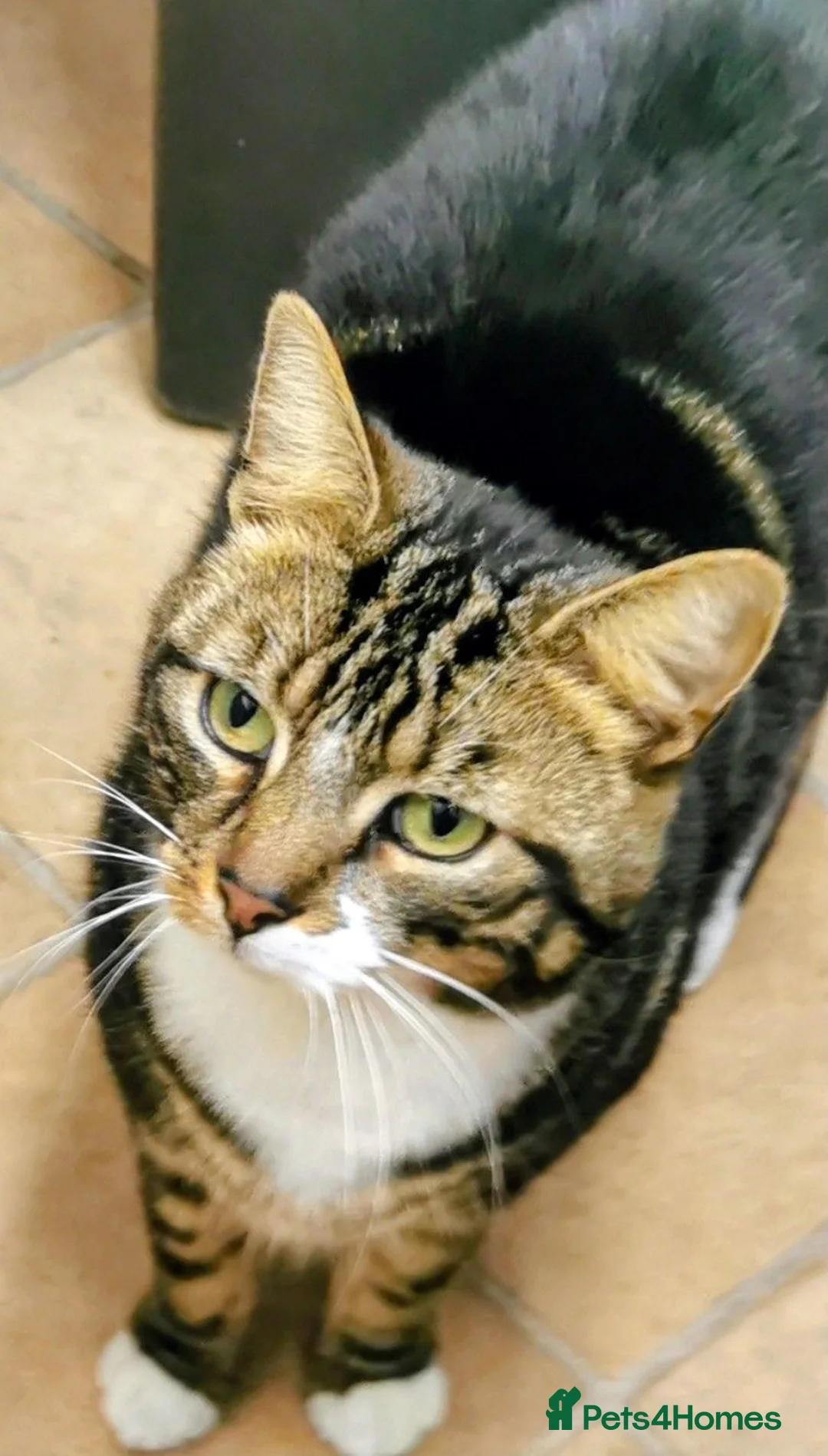 Mixed Breed cats for sale: Lovely 4-Year-Old Tabby Looking for a Loving Home - Advert 4