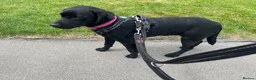 Labrador Retriever dogs for sale: Roxy 9 month old Labrador - Advert 2