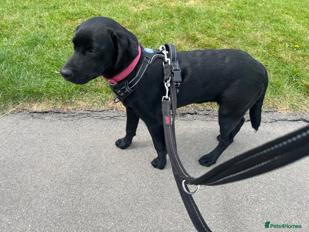 Labrador Retriever dogs for sale: Roxy 9 month old Labrador - Advert 2
