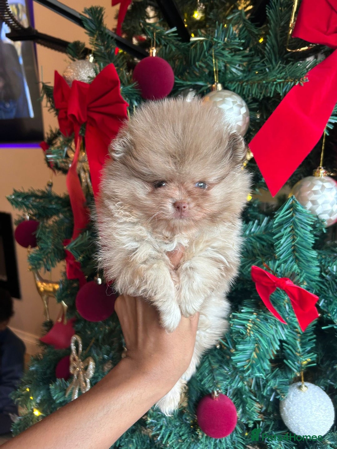 Pomeranian dogs for sale: Beautiful Merle Pomeranian - Advert 1