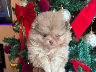 Pomeranian dogs Beautiful Merle Pomeranian - Advert 1