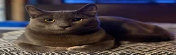 Russian Blue cats for sale: Neutered male - Advert 12