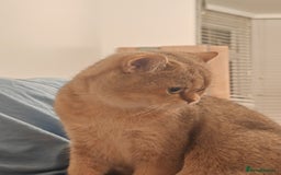 British Shorthair cats for sale: Loving golden british shorthair male - Image 3