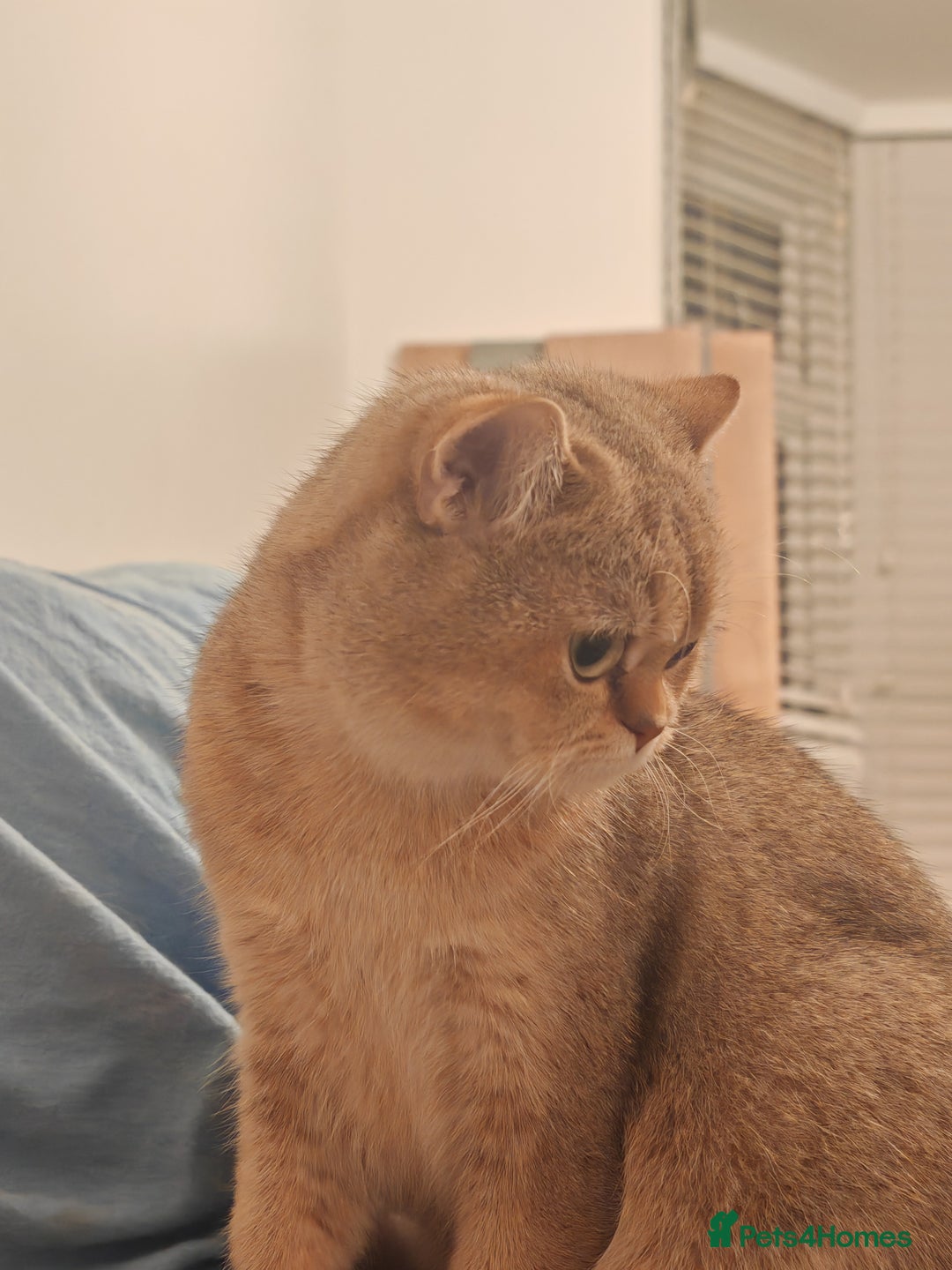 British Shorthair cats for sale: Loving golden british shorthair male - Image 3