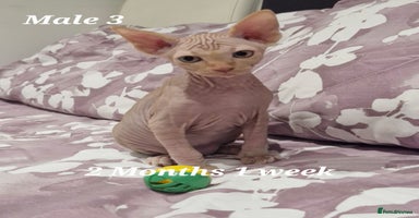 Sphynx cats - Advert 7