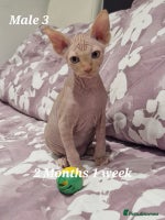 Sphynx cats - Advert 13