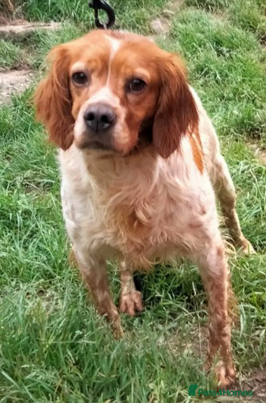 Brittany Spaniel dogs for adoption: Xaxa del Matochar - Advert 2