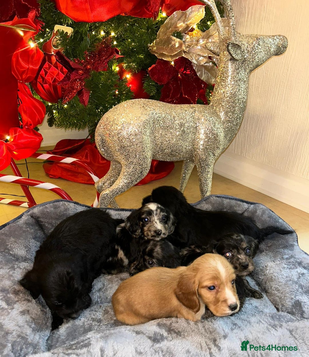 Cocker Spaniel dogs for sale: 6 beautiful cocker spaniel puppies  - Advert 4