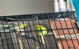 Budgerigars birds for sale: 4 Beautiful Budgies 2 Males 2 Females - Image 3