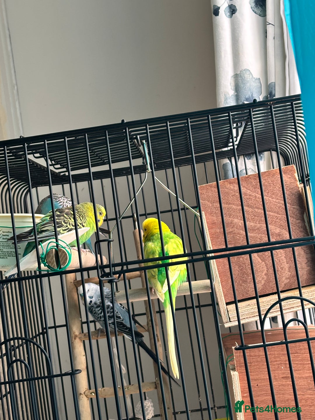 Budgerigars birds for sale: 4 Beautiful Budgies 2 Males 2 Females - Image 3