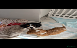 Cavalier King Charles Spaniel dogs for sale: KC Cavalier King Charles spaniel puppies - Image 12