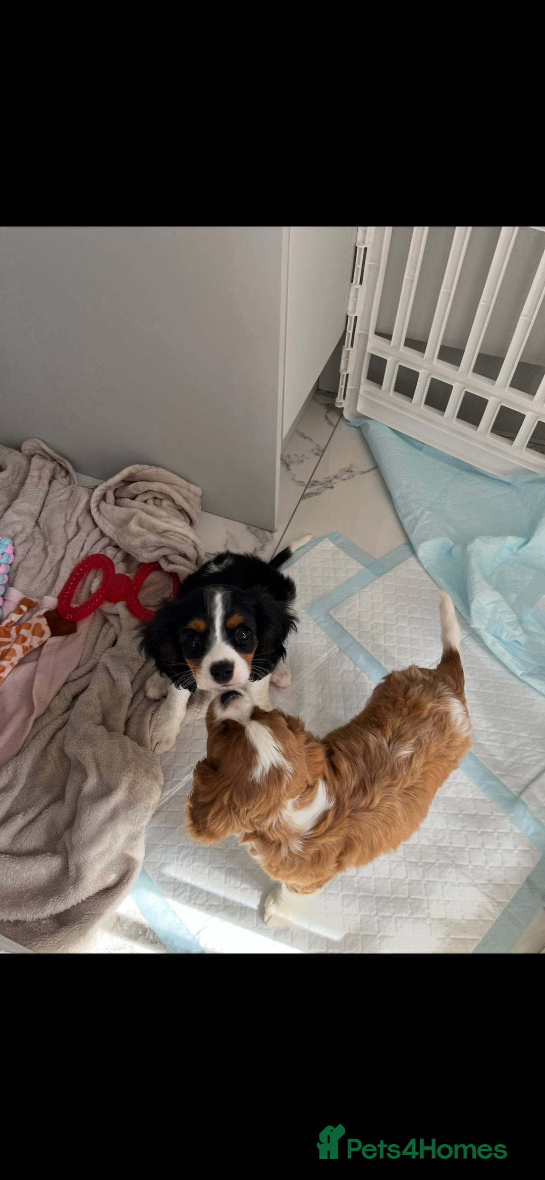 Cavalier King Charles Spaniel dogs for sale: KC Cavalier King Charles spaniel puppies - Image 12