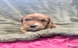 Cocker Spaniel dogs for sale: 3 stunning kc cocker girls💕 - Image 6