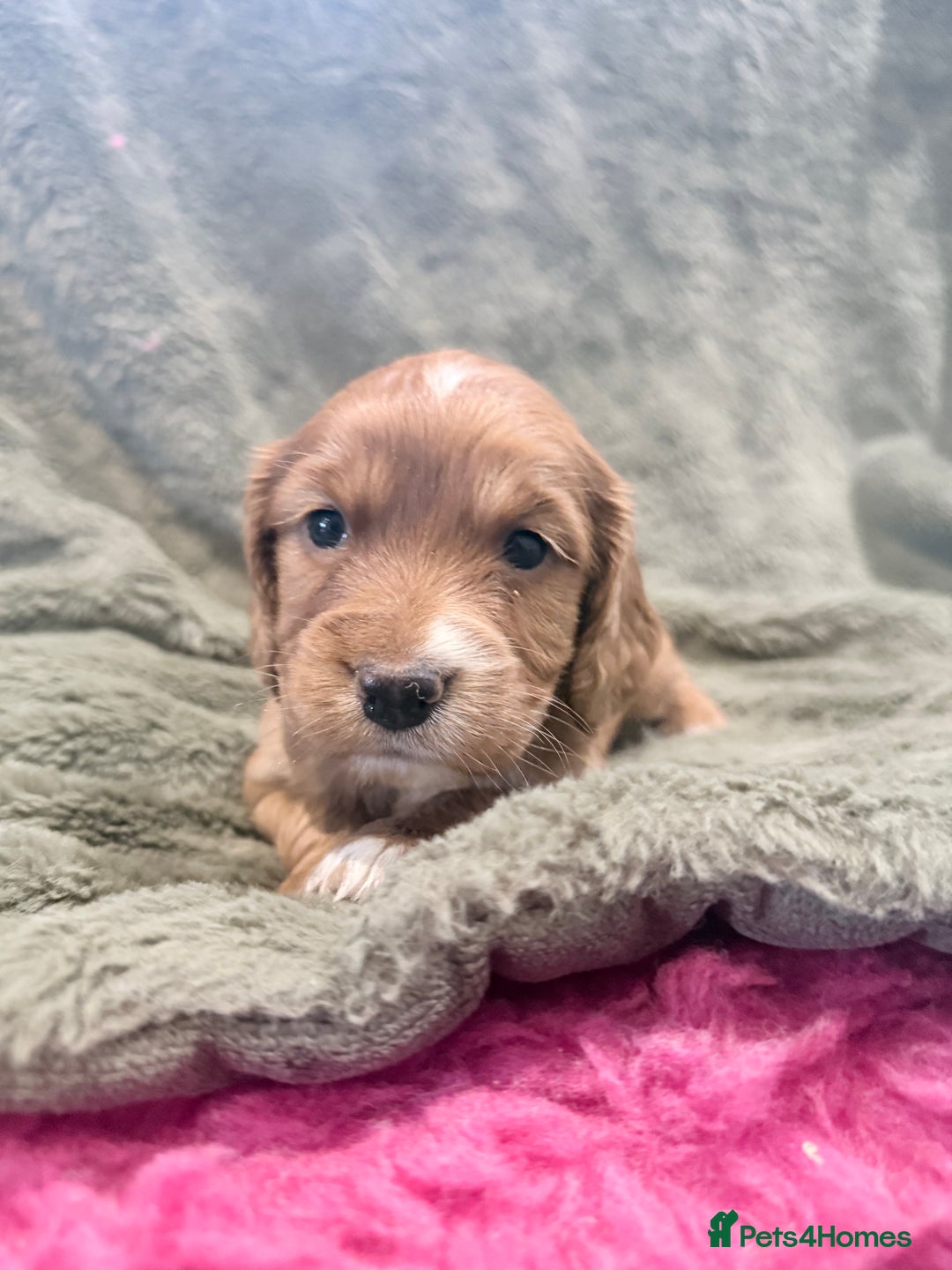 Cocker Spaniel dogs for sale: 3 stunning kc cocker girls💕 - Image 6