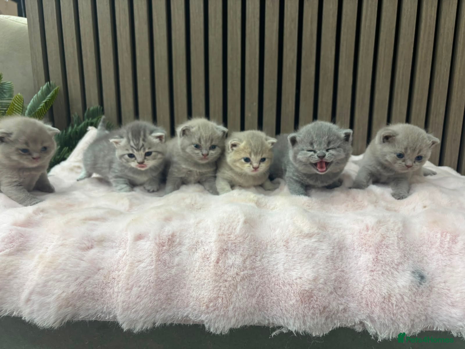 British Shorthair cats Pure British Shorthair  - Advert 2