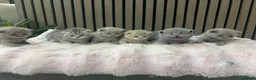 British Shorthair cats for sale: Pure British Shorthair  - Advert 1