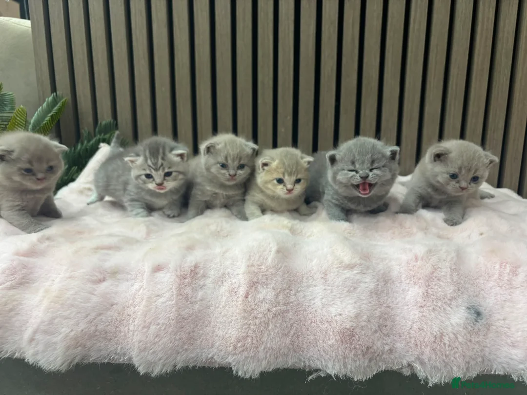 British Shorthair cats for sale: Pure British Shorthair  - Advert 1
