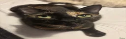 Mixed Breed cats for sale: two full black beautiful babies for sale  - Advert 5