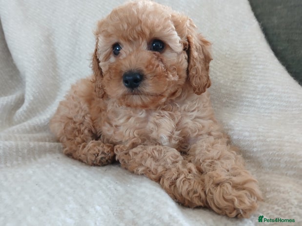 Cavapoo dogs - Advert 1