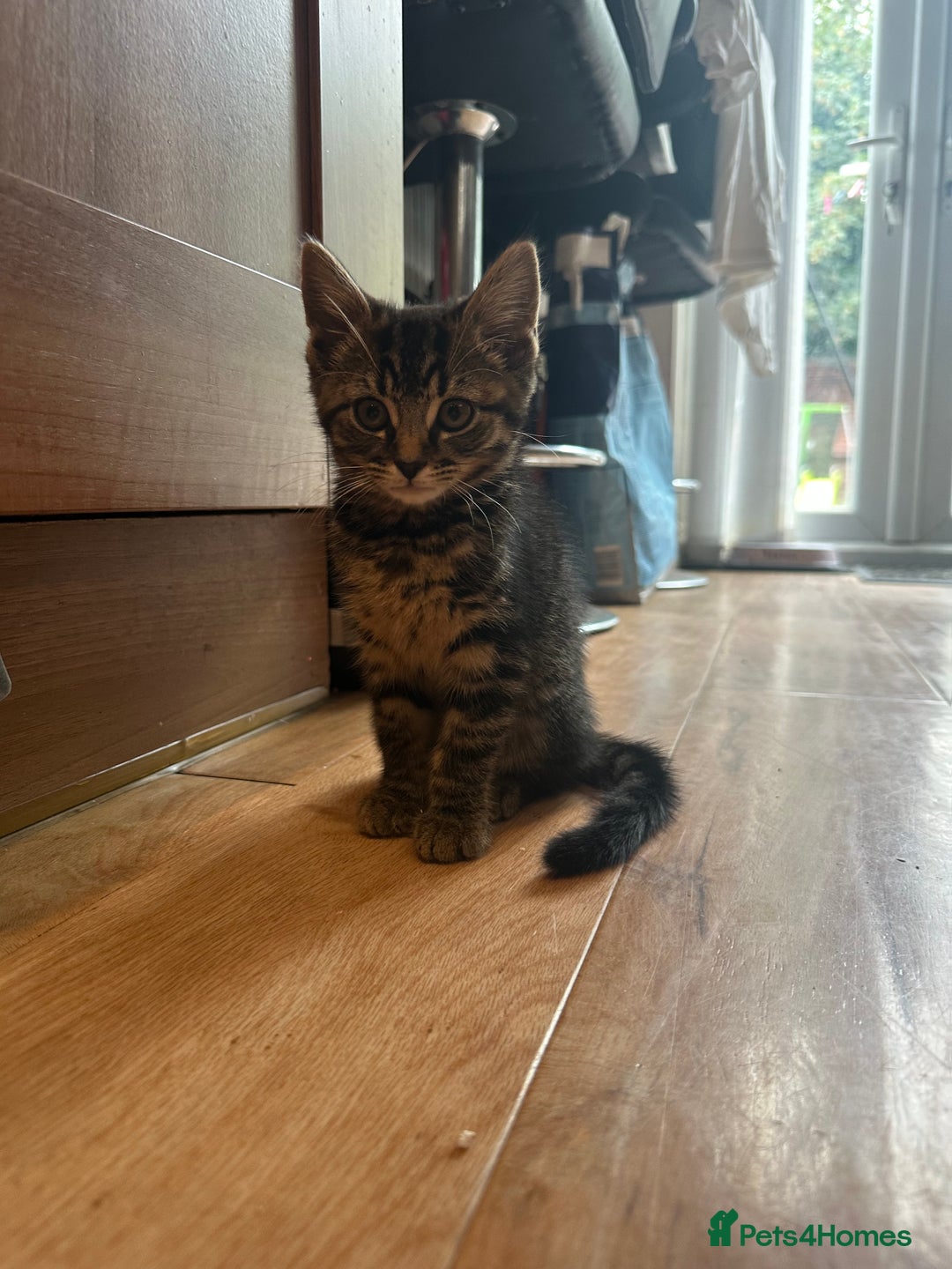 Mixed Breed cats for sale: Mixed breed kittens  - Image 2