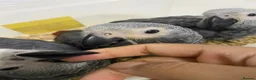 Parrots birds for sale: 2 MALES LEFT Super cuddly baby African greys  - Advert 6