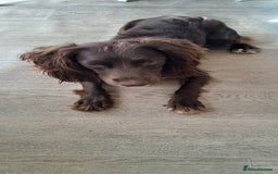 English Springer Spaniel dogs for sale: Kocko  - Image 1