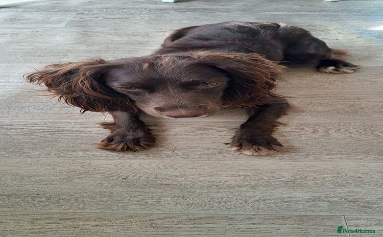 English Springer Spaniel dogs - Advert 2
