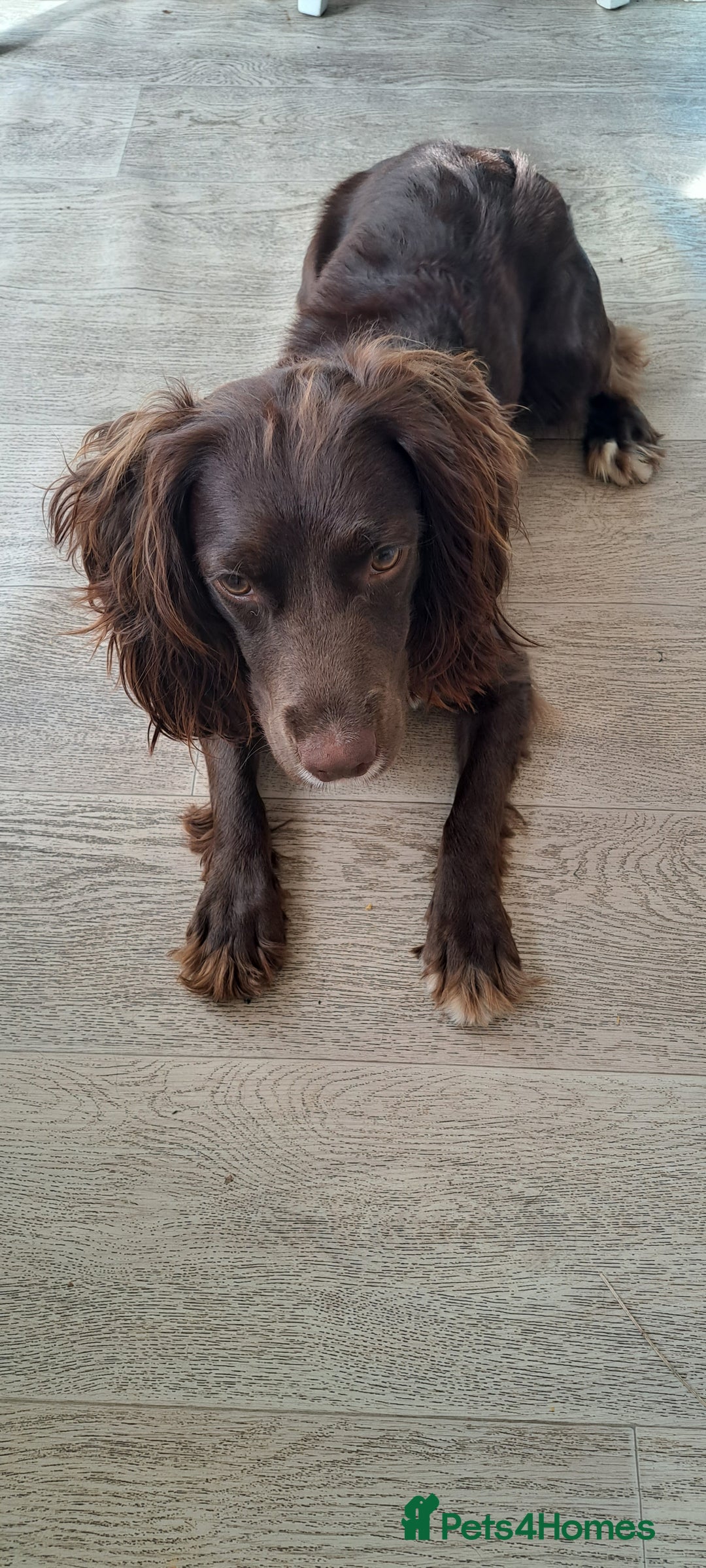 English Springer Spaniel dogs for sale: Kocko  - Image 1