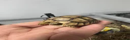 Tortoise reptiles for sale: Baby Spur-Thighed Tortoises 🐢 — 3 Available - Advert 1