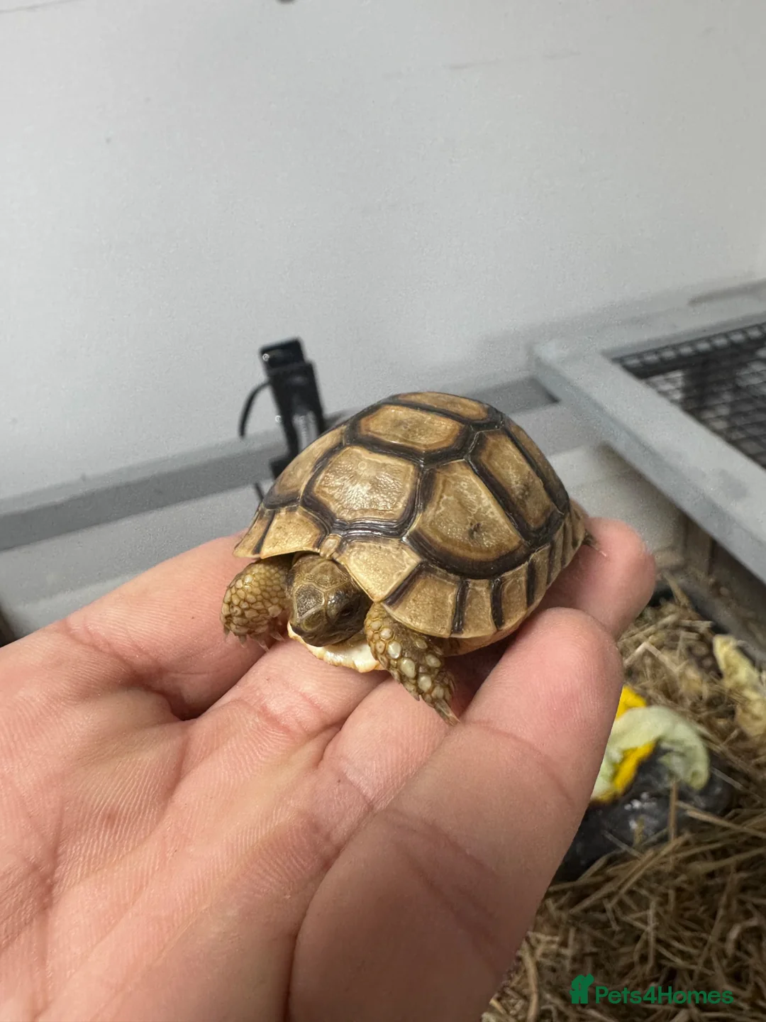 Tortoise reptiles for sale: Baby Spur-Thighed Tortoises 🐢 — 3 Available - Advert 1