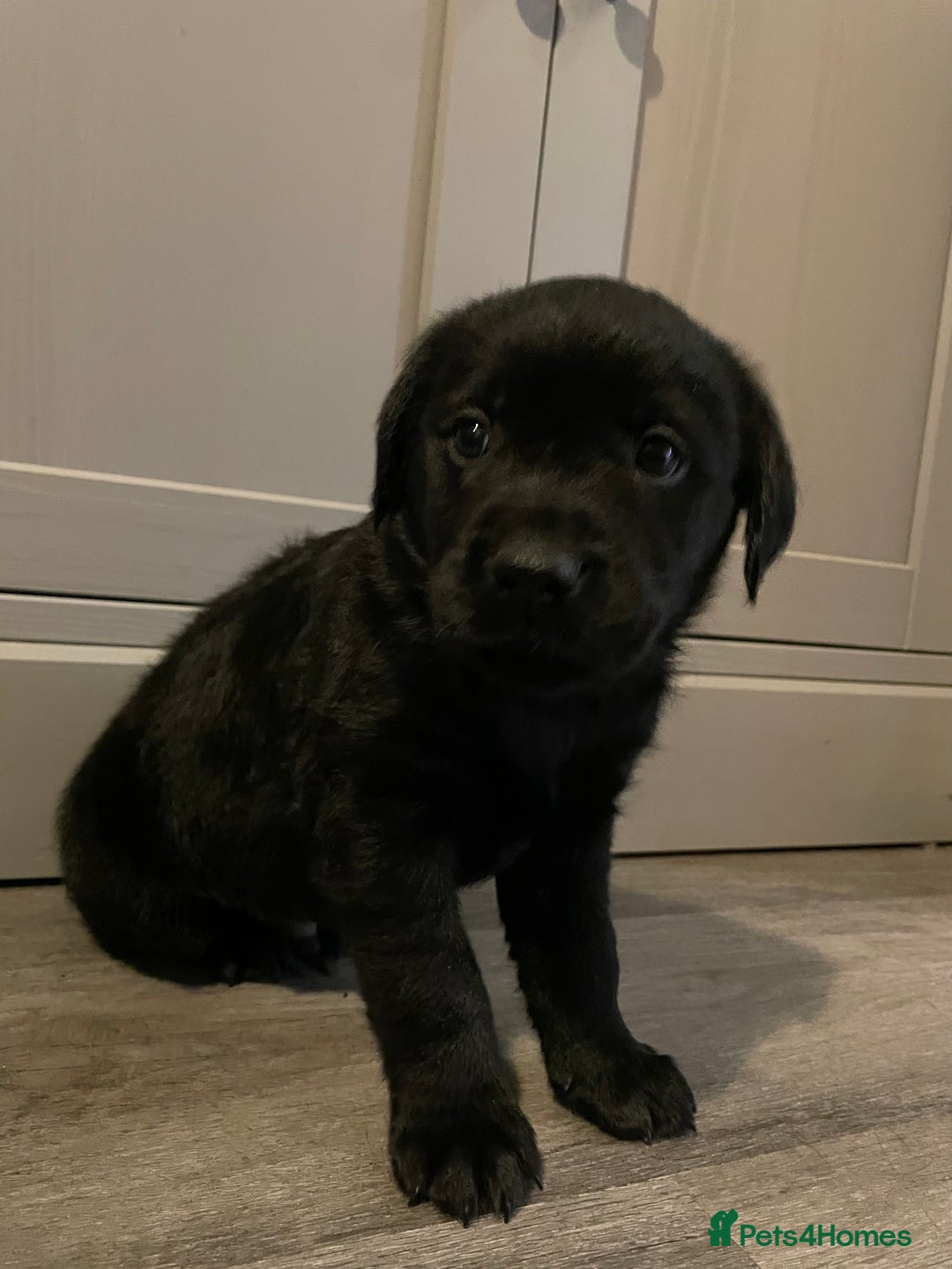 Goldador dogs for sale: Extensively health tested Goldador puppies - Advert 13