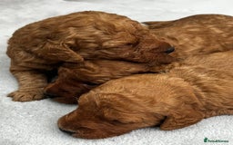 Labradoodle dogs for sale: Miniature Fox Red Labradoodles  - Image 16