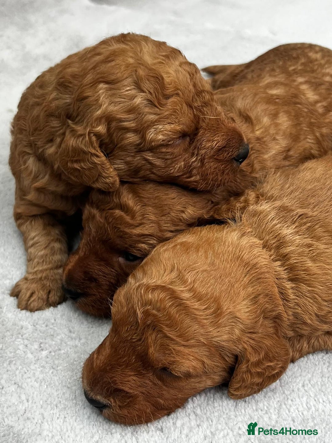 Labradoodle dogs for sale: Miniature Fox Red Labradoodles  - Image 16