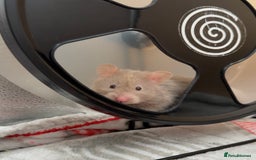 Hamster rodents for sale: Long Haired Female Hamster  - Image 1