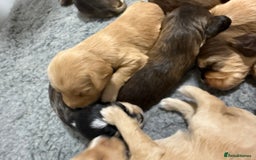 Labradoodle dogs for sale: Unique Stunning miniature doodles - Advert 9