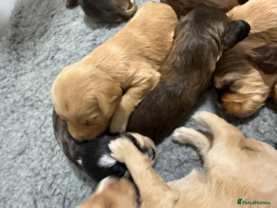 Labradoodle dogs for sale: Unique Stunning miniature doodles - Advert 9