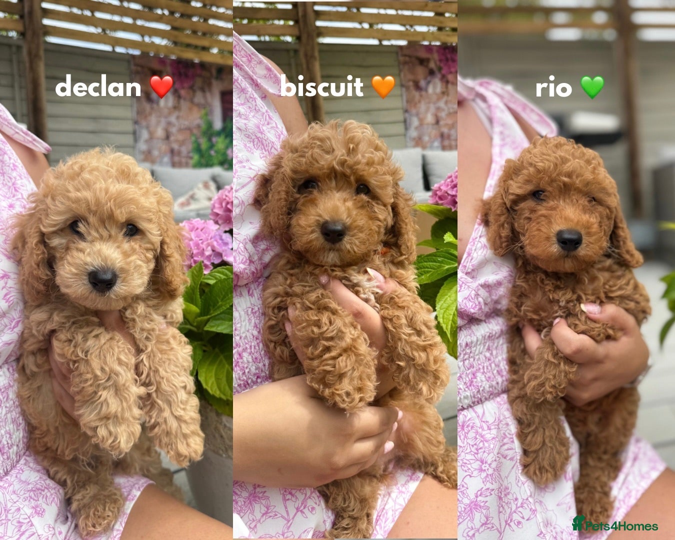 Poochon dogs READY NOW - DNA health tested Poochon Puppies 🐶  - Advert 1