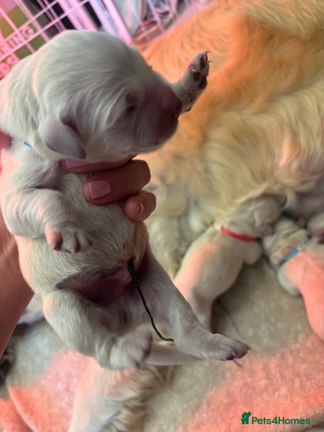 Golden Retriever dogs for sale: Beautiful KC registered Golden Retriver puppies  - Advert 24