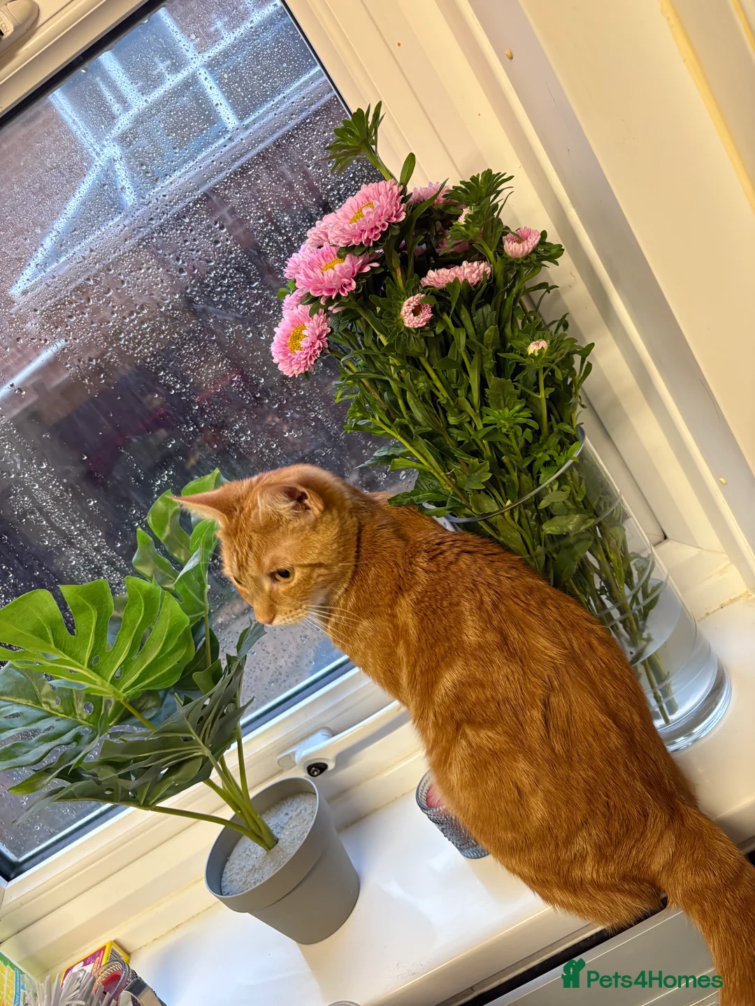 American Shorthair cats for sale: Ginger Tom  - Advert 3