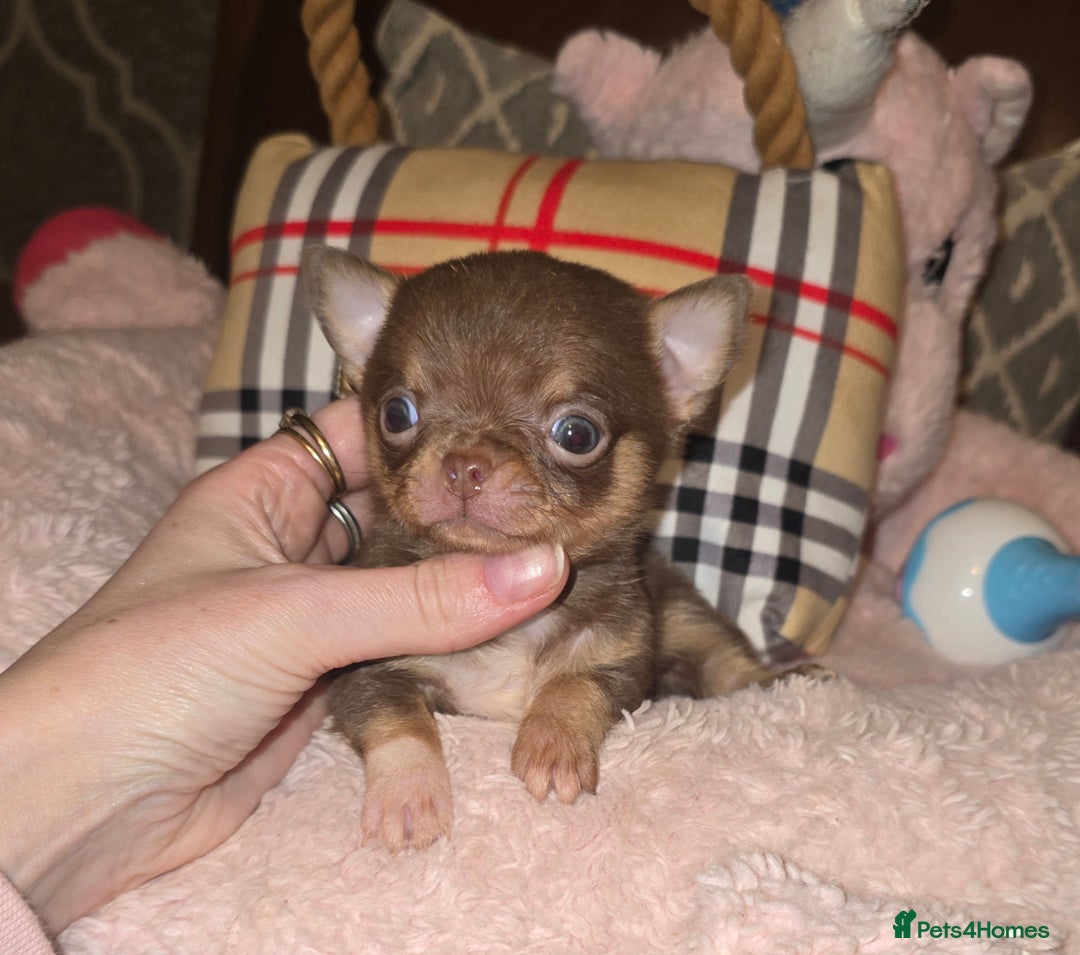 Chihuahua dogs for sale: XxQuality Chihuahua Chocolate Thai breeding pupsXx - Advert 2