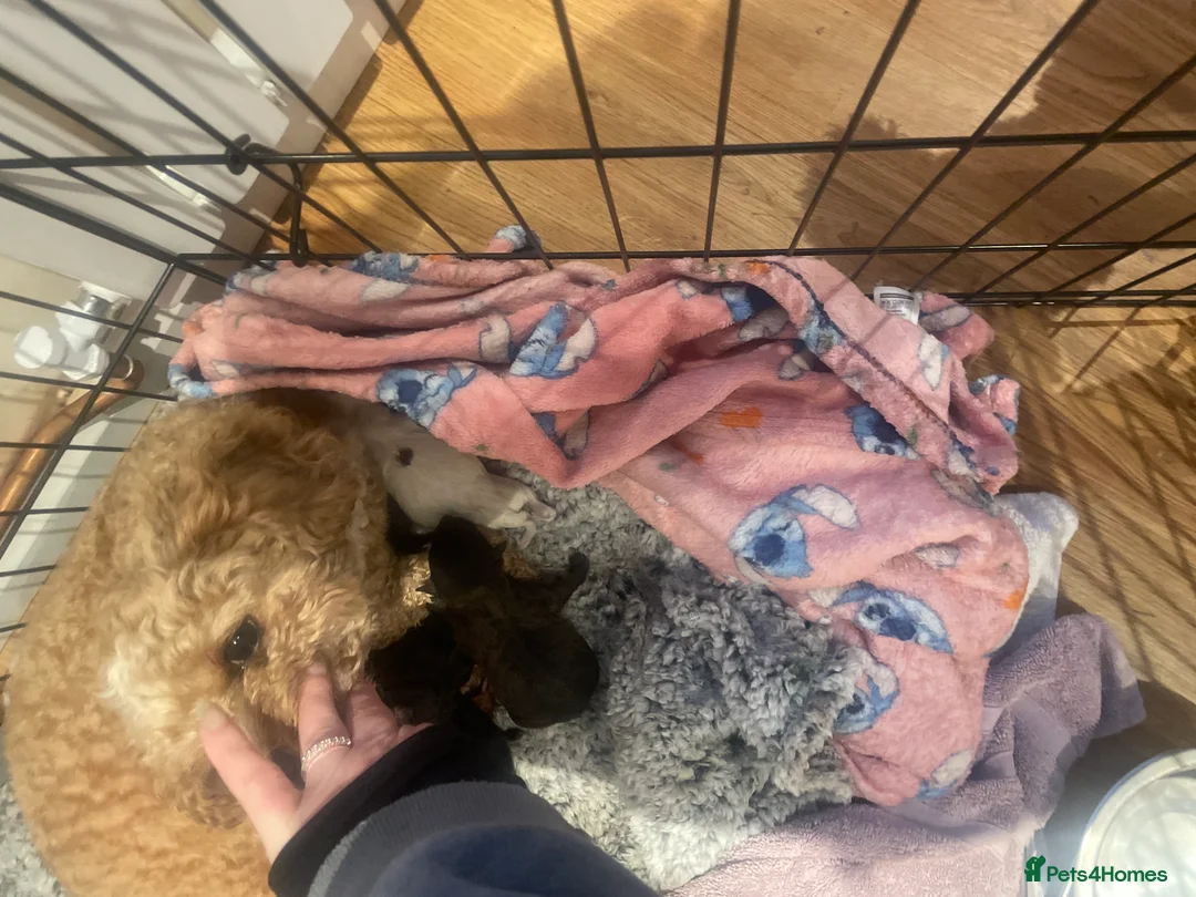 Pomapoo dogs for sale: Wolf sable pomapoos - Advert 6